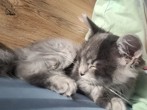 Waldkatze Kätzchen Kitten weibchen 