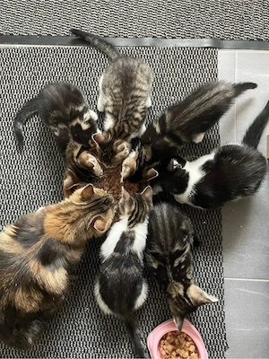 Maine-Coon EKH Mix Kitten