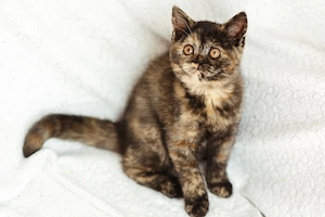 BKH Kitten Schildpatt Mädchen