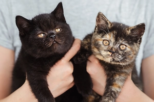 BKH Kitten in Schwarz (Solid Black) & Schildpatt