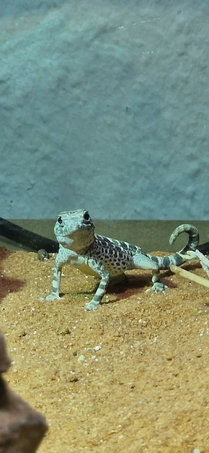 Skorpionschwanzgecko Pristurus carteri Masirah Island NZ 