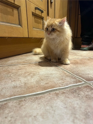 Katze sucht lieb voll zu Hause