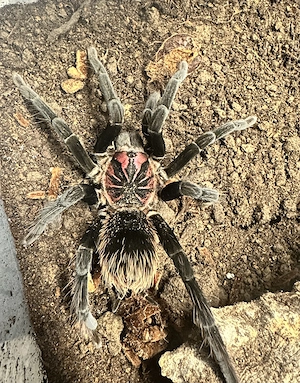 Xenesthis sp bright 0.1