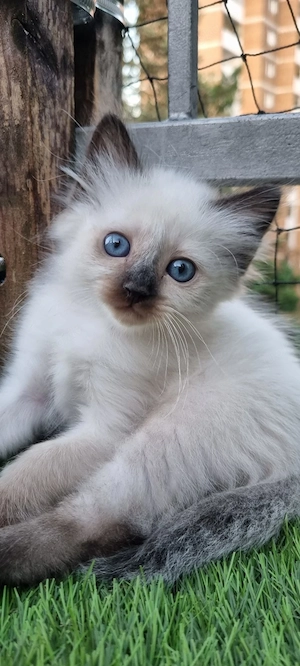 Heilige Birma Kitten -14 Wochen - abgabebereit