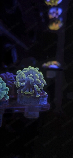 Euphyllia Paraancora 