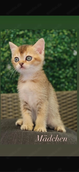 Britschkurzhaar Kitten