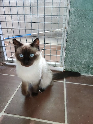 Runa sucht ihr Zuhause - Siam-Mix