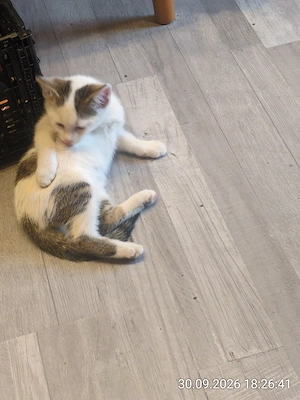 hübscher kleiner Kater 