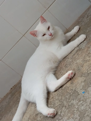 Asha-Coco sucht ihr Zuhause
