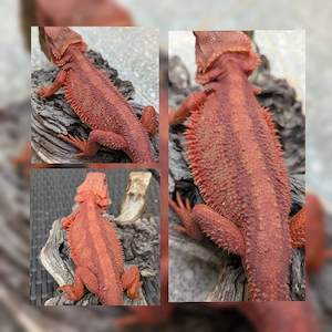 Hypo Translucent Dark Red 0.1 Bartagame Pogona Vitticeps 