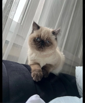 Katze Kätzchen