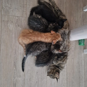 Katzenbaby MainCoon - Hauskatze Mix