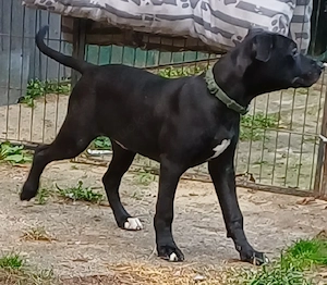 rüde welpe labrador mischling