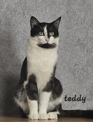 Liebevolle katze abzugeben