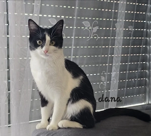     Verspielte & verschmuste Katze in liebevolle Hände abzugeben  