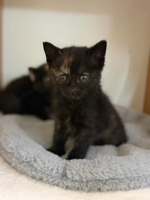 babykatze 