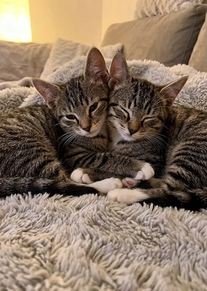 Herzenssache !!! Verantwortungsvolle Hände für unsere liebevollen BKH Katzenbabys gesucht !!!