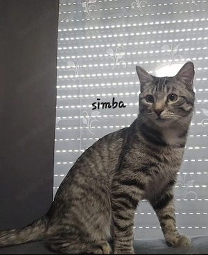     Liebevolle Katze sucht ein neues Zuhause   