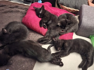 katzenbabys