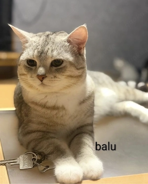     Verkuschelte Kater sucht Zuhause