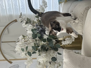 BKH Katze sucht zuhause 