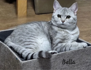     Liebe Katze sucht neue Familie  