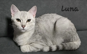     Schöne Katze sucht Zuhause