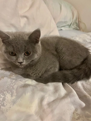 BKH kitten katze