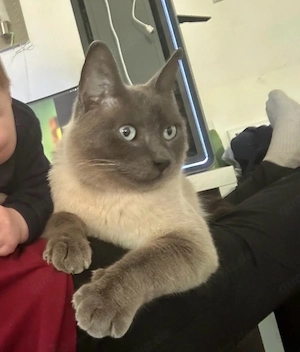 Kater abzugeben