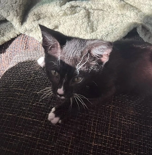 Katerbaby sucht ein Zuhause 