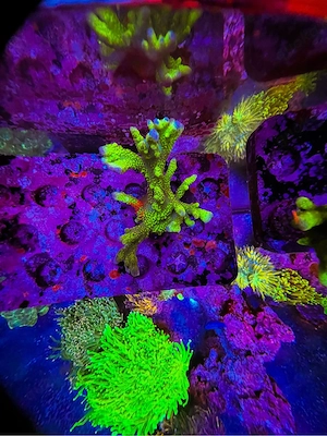 Montipora Contraband Meerwasser Koralle