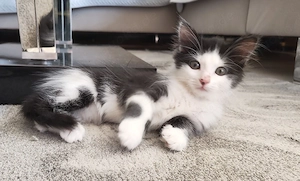 Kitten Mix MainCoon EKH abgabebereit