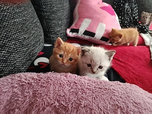 BKH Kitten in 8 Wochen Abgabebereit 