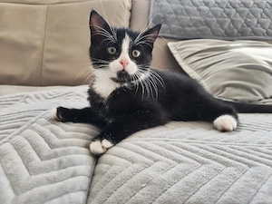 Kitten Mix EKH Main Coon abgabebereit 