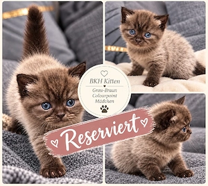 BKH Kitten 