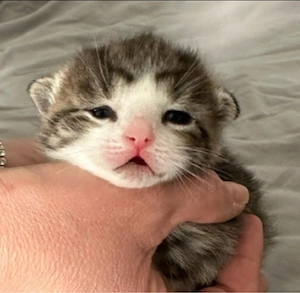 Babykatzen Kitten Abgabe ab sofort 