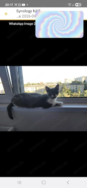 Varusch sucht liebevolles Für-immer-Zuhause 