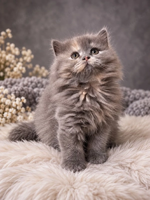 Britisch Langhaar Katze Kitten blue tortie