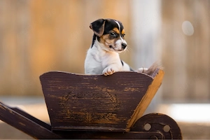 jack russel welpen 