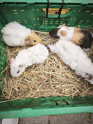 Meerschweinchen 3 Mädchen , 1 Junge 