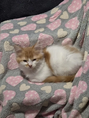 Perser-Main coon Mix Kitten 