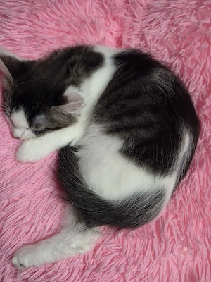Sphynx Mix Kitten 