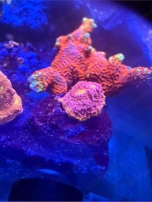 meerwasser ableger euphyllia, chalice bugatti, montipora bubblegum usw 