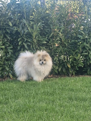  Reinrassiger Pomeranian-Rüde sucht liebevolles Zuhause! Bild 8