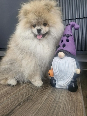  Reinrassiger Pomeranian-Rüde sucht liebevolles Zuhause! Bild 2