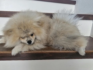  Reinrassiger Pomeranian-Rüde sucht liebevolles Zuhause! Bild 6