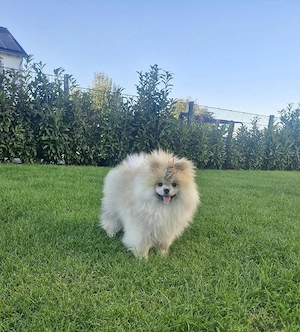  Reinrassiger Pomeranian-Rüde sucht liebevolles Zuhause! Bild 7