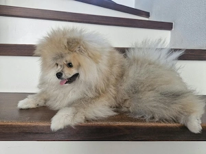 Reinrassiger Pomeranian-Rüde sucht liebevolles Zuhause! Bild 5