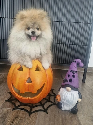 Süßer Pomeranian-Rüde sucht liebevolles Zuhause!   