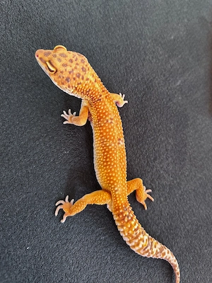 Leopardgecko Tangerine Tremper Albino Männchen 